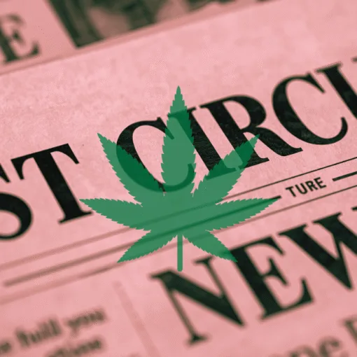 1st Circuit Cannabis News headline featuring a psychological marijuana leaf.